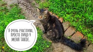 Мокренькая кисонька и мокренькое всё. А совы уже сухие, потому что высохли