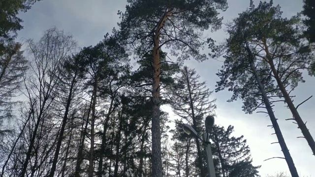 Красивый лесной участок близко к Москве. ИЖС. Новорижское шоссе. смотреть онлайн