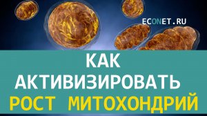 Как активизировать рост митохондрий
