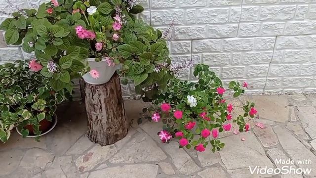 Горшечный садик в октябре. Новые идеи для сада.