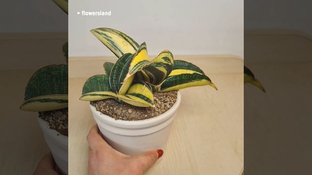 Сансевиерия 'Зимбабве' вариегатная (Sansevieria Sansevieria 'Zimbabwe' variegated) смотреть онлайн