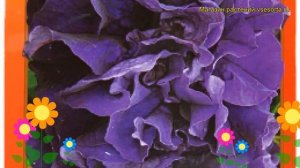 Петуния крупноцветковая Дабл Каскад Блу. Краткий обзор, описание petunia grandiflora double