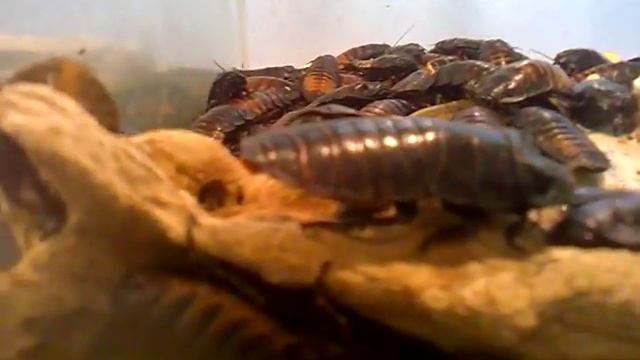 мадагаскарские тараканы смотреть онлайн