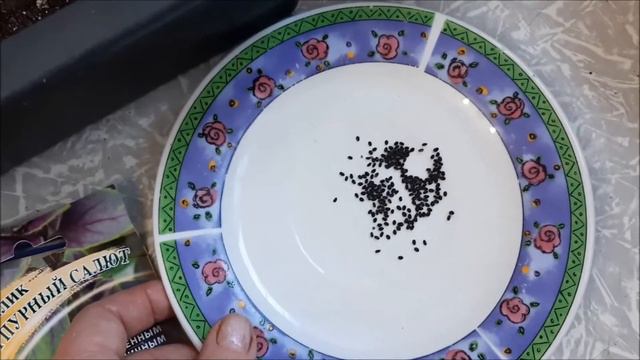 ✅🌸 Базилик от посева до всходов ! смотреть онлайн