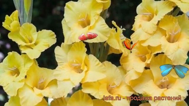 Гладиолус бамбино Примадонна (gladiolus) ? обзор: как сажать, рассада гладиолуса Примадонна смотреть онлайн