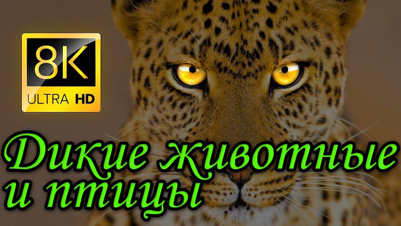 Потрясающая подборка диких животных в разрешении 8K ULTRA HD 8K TV