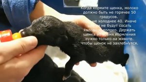 Нашли щенят! Что делать? И как выкормить новорожденного щенка самостоятельно