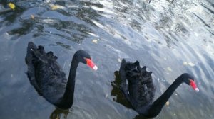 Краща Музика кохання Шопен/Music Chopin/ Лучшая Мелодия любви Шопен