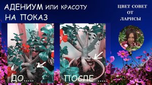 АДЕНИУМ ФОРМИРОВАНИЕ КАУДЕКСА И КОРНЕЙ 22.03.2019