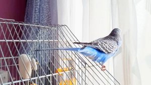 Как научить попугая разговаривать? Учим попугая говорить. Урок 1