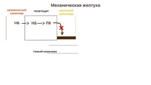 Механическая желтуха.