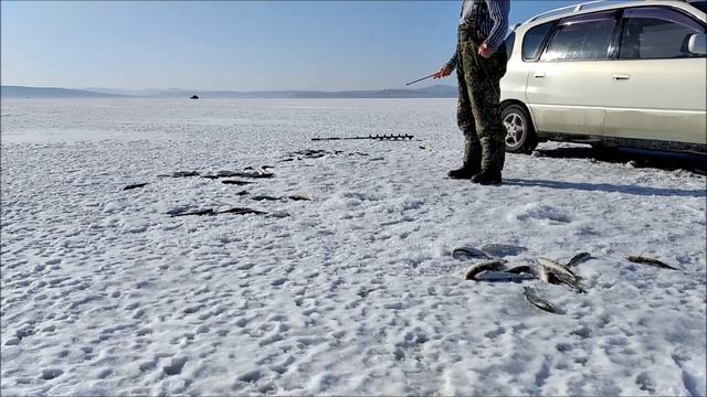 Навага на комбайны между коврижек. Испытание самодельных блёсен. смотреть онлайн
