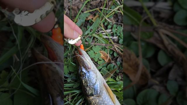 блесна на которую клюёт 🐬 #рыболовтроицк #rybolovtroick #tinao_fishing #рыбалка #спиннинг #осень