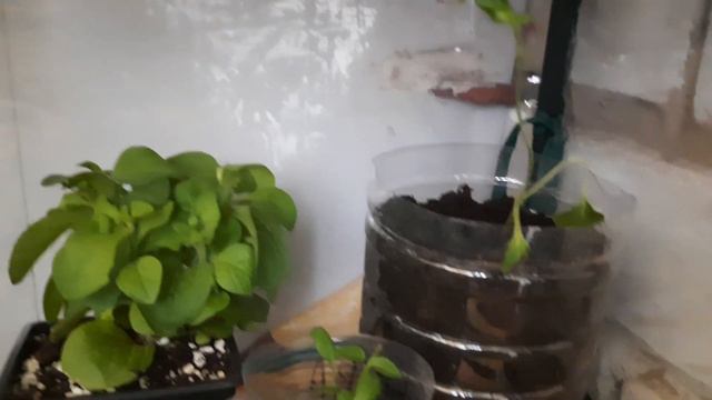 Перенесли рассаду на балкон. На улице туман и не чего не видно. смотреть онлайн