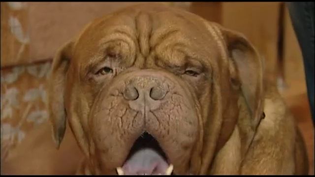Бордоский дог: все о породе собак смотреть онлайн