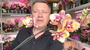 КОРНИ ОРХИДЕЙ СРАЗУ В РОСТ после пересадки орхидеи / ЛУЧШИЙ грунт для орхидей этого сезона