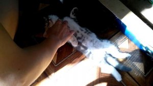 Котенок говорит ОТСТАНЬ. Самое милое видео!