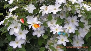 Клематис крупноцветковый Юкикомаши (yukikomachi) ? обзор: как сажать, саженцы клематиса Юкикомаши