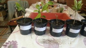 Пересадка Цитрусов/№ 4