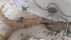 Самые большие формикарии