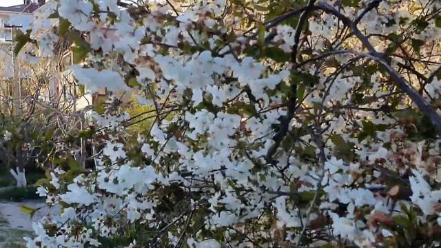 ГЕЛЕНДЖИК, ПЕШКОМ ПО МАГИЛАТУ. ВЕСЕННЕЕ ЦВЕТЕНИЕ.