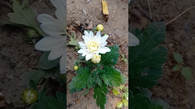 beautiful  white  chrysanthemum flower  bloom  in my garden 😍