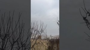 Самаркандские бойный голуби часть 10
