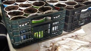 Сажаем стахис  в  феврале 2018