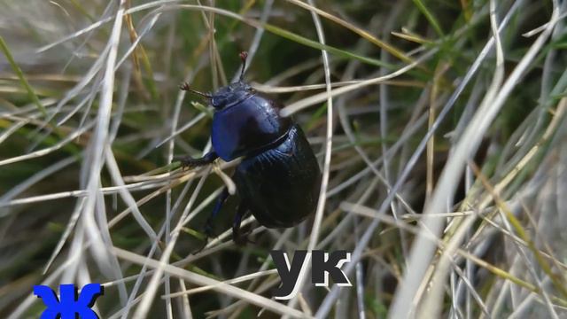 Буква Ж. Согласные. Учимся читать ¦ МИКИСТОРИЯ смотреть онлайн