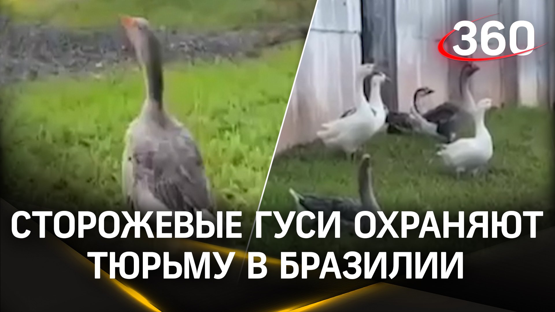 Сторожевые гуси охраняют тюрьму в Бразилии. Почему собаки остались без работы