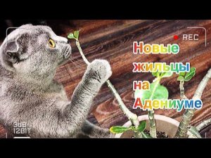 Адениум. SOS! Новые насекомые на новичке