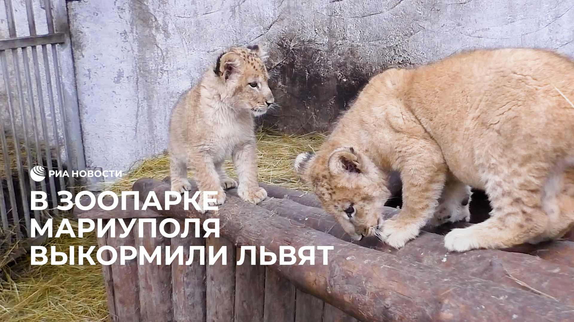 В Мариупольском зоопарке сотрудники воспитывают львят