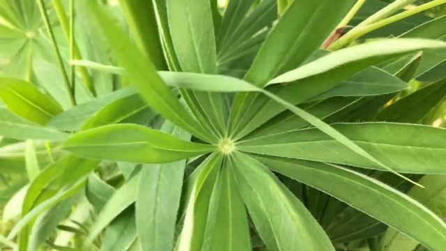 Vaste lupine (Lupinus polyphyllus) - 2017-05-23 смотреть онлайн