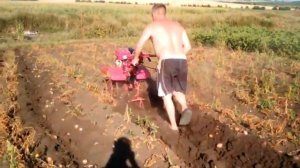 ??Копка картофеля мотоблоком веерной картофелекопалкой / 2 часть