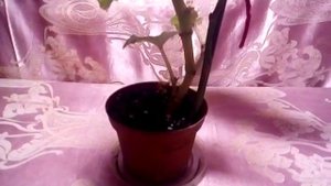 Комнатные растения - бегония клубневая