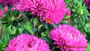 Астра обыкновенный Бриллиант Роуз ? Бриллиант Роуз обзор: как сажать, семена астры Бриллиант Роуз