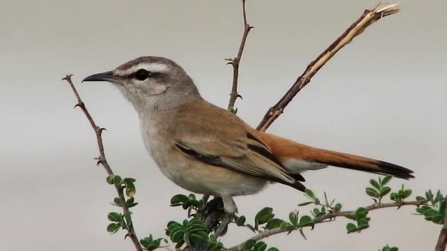 Звуки Природы. Пение птиц - Соловей - Голоса птиц. смотреть онлайн