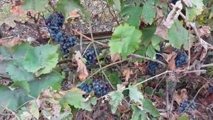 Виноград Молдова