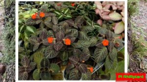 TYPES OF EPISCIA CUPREATA PLANT (Tanaman Hias)