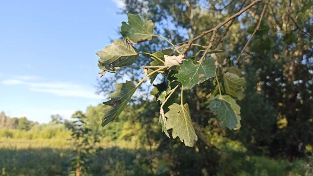 Тополь белый