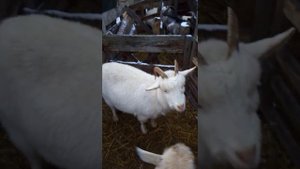Прибыльно ли подсобное хозяйство? Каков доход и чем его измерить?