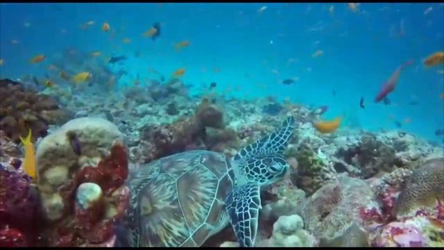 Черепаха на Мальдивах. Расду атолл. смотреть онлайн