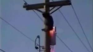 Top 10 Shocking Moments When Animals Were Electrocuted