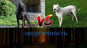 КАНЕ КОРСО VS АРГЕНТИНСКИЙ ДОГ