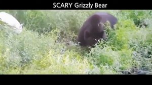 Охота, нападения медведей гризли. Битвы животных.