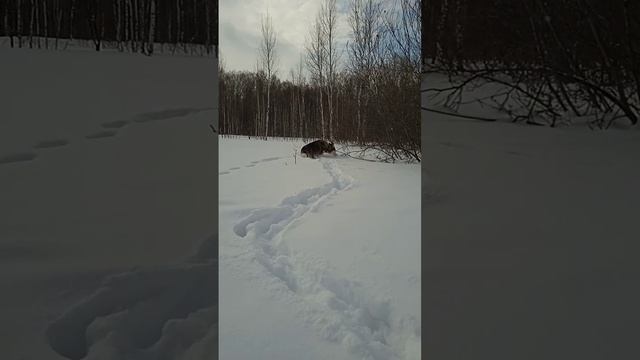 Умка взяла след, но из за глубокого снега идти по нему очень сложно