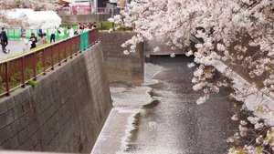 Почему Сакура это больше чем дерево? - Жизнь в Японии