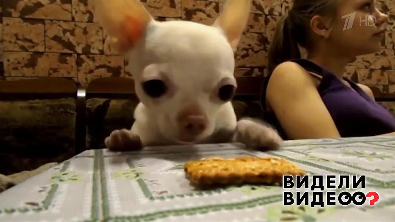 Чихуахуа охотится за печеньем. Видели видео? Фрагмент выпуска от 19.01.2020