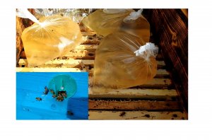 Пчёлы . явторая осенняя подкормка пчел сахарным сиропом.Будни начинающего пчеловода.