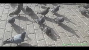 Серия 4. 45 день голубя дома. Попытка выпустить на волю